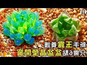 多肉 玉露